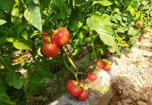 1659407174744749.png image.png