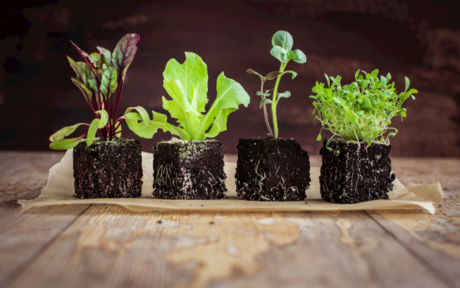 如何判斷土壤的好壞？土壤養(yǎng)分測量儀能否提供制定施肥方案？