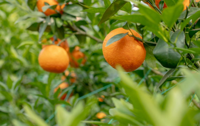 土壤氮磷鉀分析儀能檢測土壤哪些成分？（土壤氮磷鉀養(yǎng)分檢測儀是安卓智能操作系統(tǒng)）