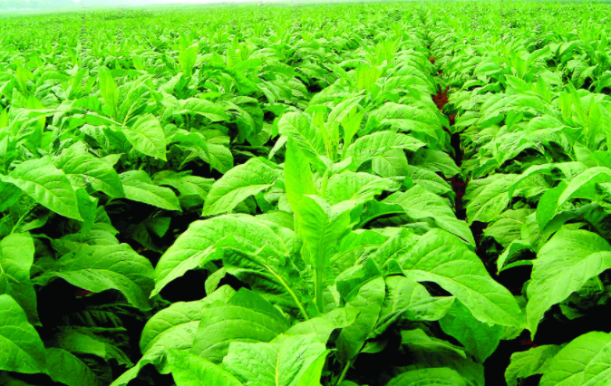 土壤溫度測(cè)定儀多錢(qián)一臺(tái)？土壤溫度測(cè)定儀的型號(hào)規(guī)格