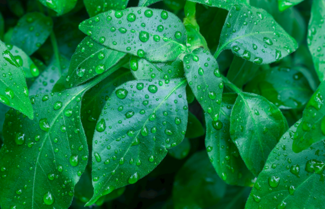 植物光合作用測定儀測定之前該如何選擇葉片？