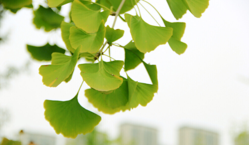 葉面積測(cè)量?jī)x一次能測(cè)幾個(gè)？（葉面積測(cè)量?jī)x的使用方法）