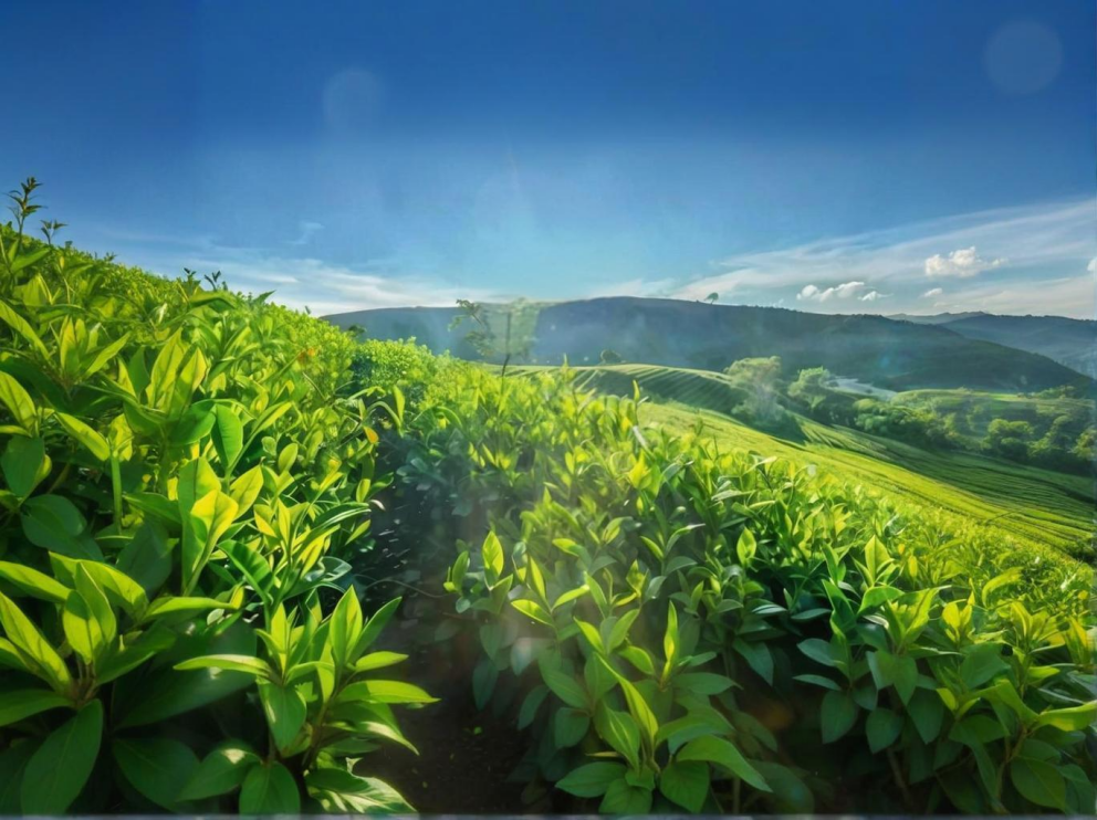 荼葉生產(chǎn)地配置了萊恩德農(nóng)藥殘留檢測儀，提升茶葉銷售市場