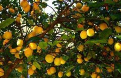 農(nóng)藥殘留快速分析儀降低大英白檸檬農(nóng)殘風(fēng)險